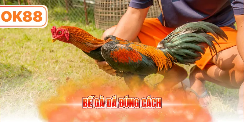 Bế gà đá đúng cách