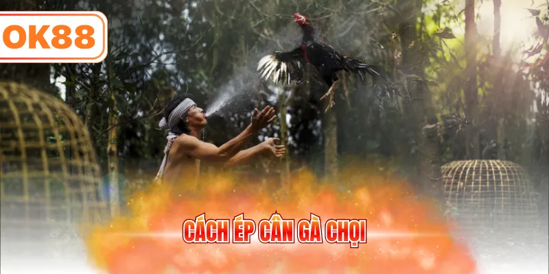 Cách ép cân gà chọi