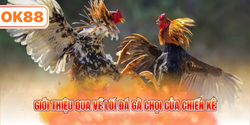 Giới thiệu qua về lối đá gà chọi của chiến kê