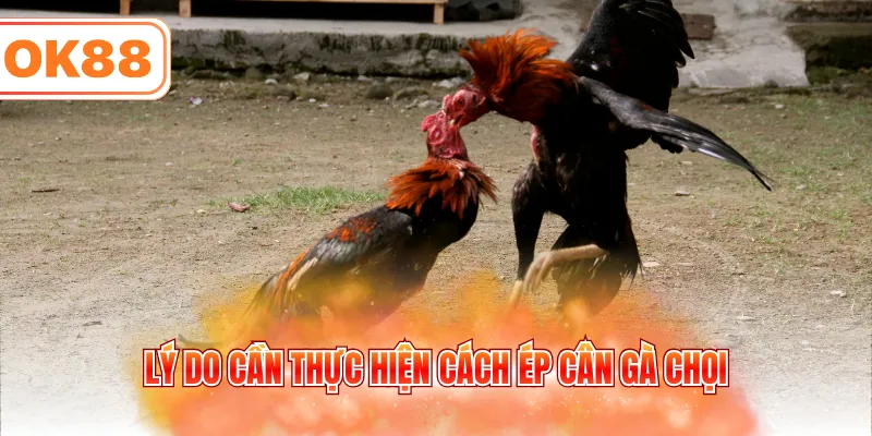 Lý do cần thực hiện cách ép cân gà chọi