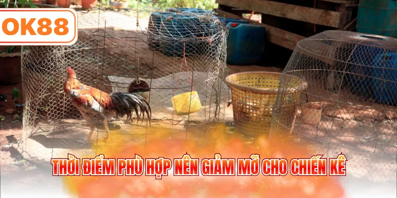 Thời điểm phù hợp nên giảm mỡ cho chiến kê