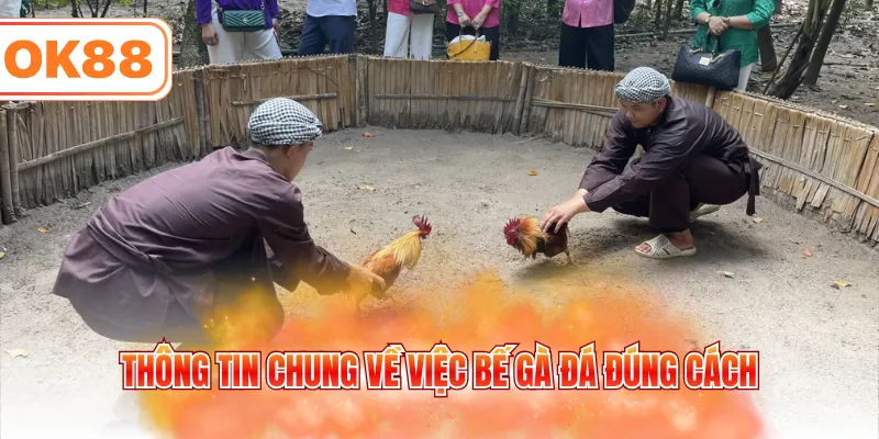 Thông tin chung về việc bế gà đá đúng cách